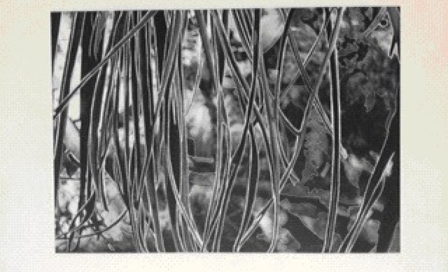CJAP recebe exposição fotográfica de alunos da Universidade Tuiuti CJAP recebe exposição de alunos da Tuiuti